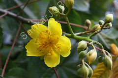 Cochlospermum religiosum